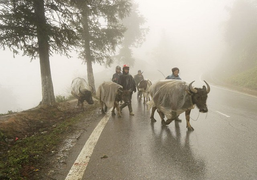 Miền Bắc mưa rét, nhiệt độ thấp nhất 8 độ C